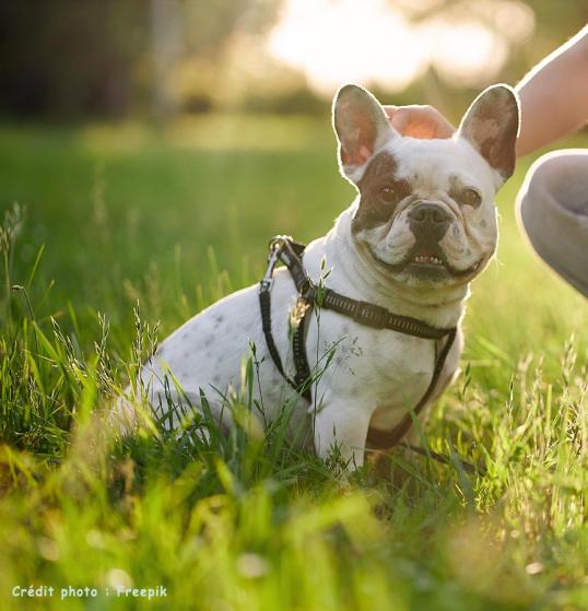 1 bouledogue francais dans parc