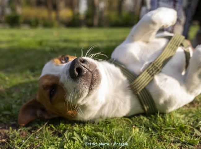 2 chien mignon au parc