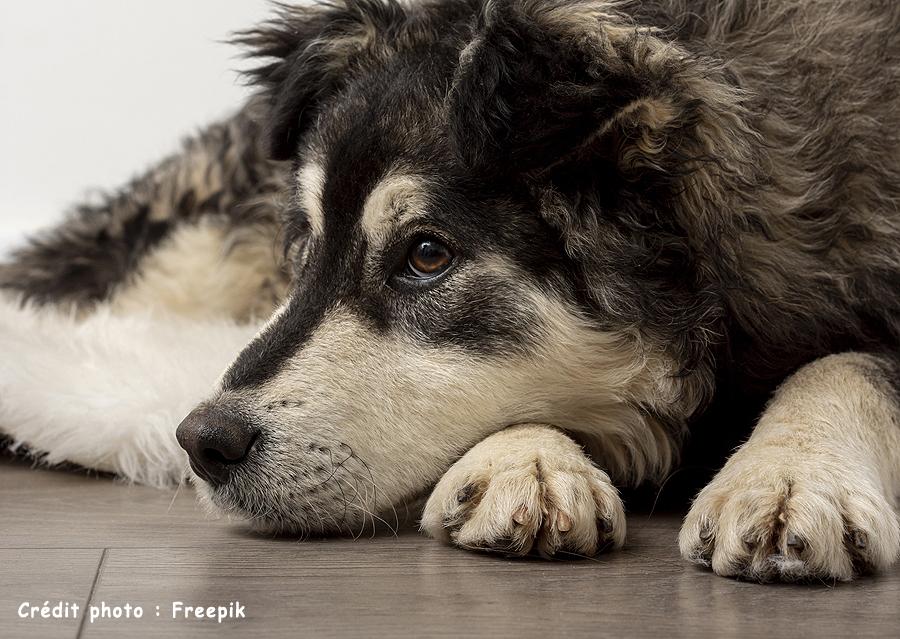 2 chien seance plancher