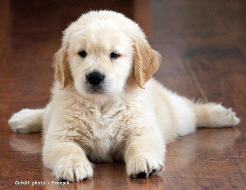 2 chiot golden retriever