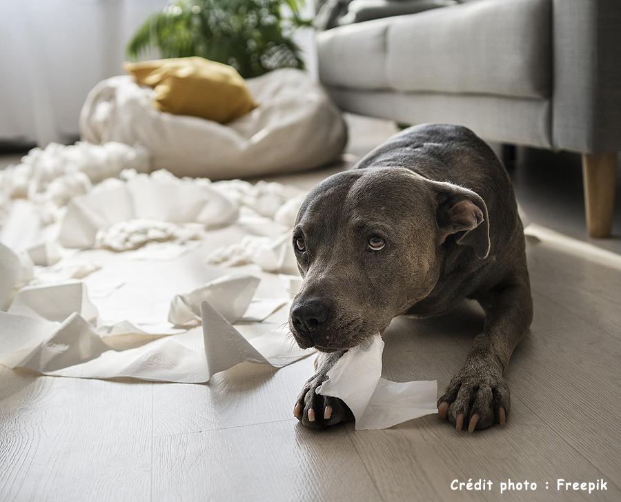 3 chien jouant papier toilette