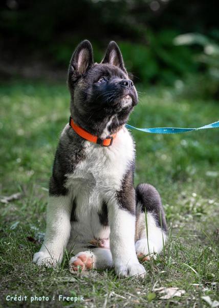 3 chiot akita americain