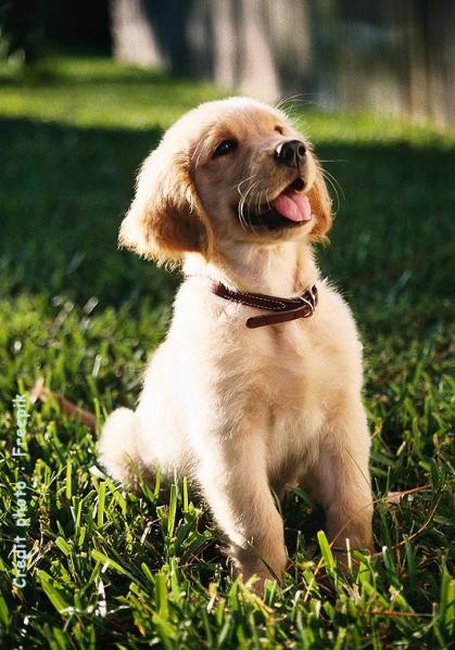 Chiot golden retriever assis